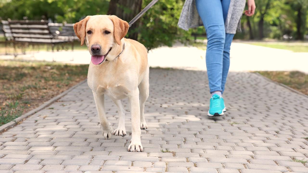 Animali da compagnia e decoro urbano: al via i controlli della Polizia Locale